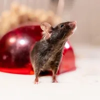 Genetic survey exposes flaws in widely used mouse models
