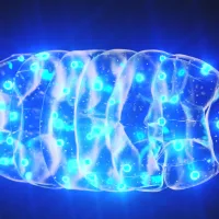 Scientists reversed memory loss by recharging the brain’s tiny engines