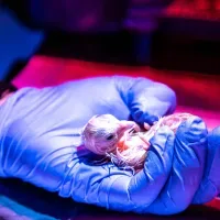 First They Brought Back Dire Wolves. Next Up? Artificial Wombs